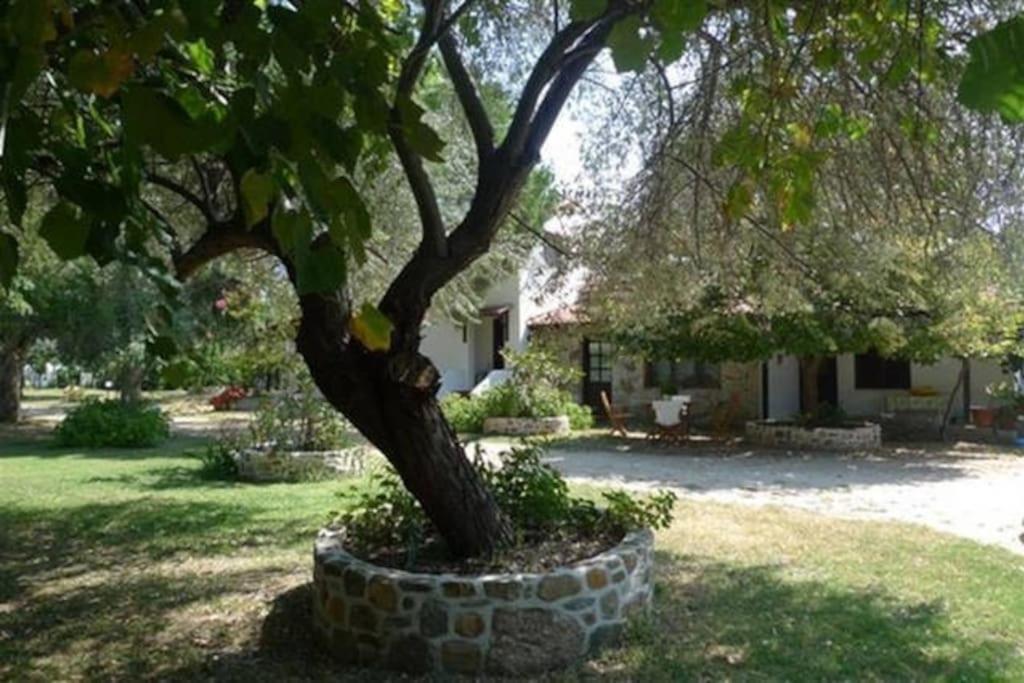 Traditionelles Appartement Athos Shadow Am Meer Paralia Sikias エクステリア 写真